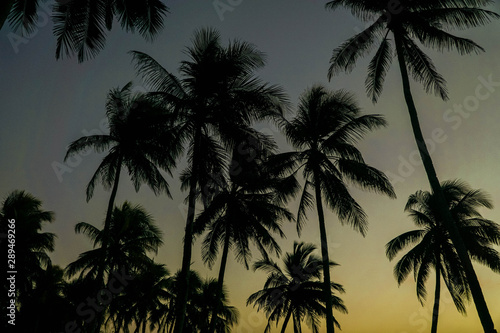 Coconut palm trees against colorful sunset © Dedi