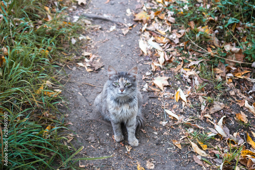 Beautiful gray cat with a gaze on the background of autumn leaves