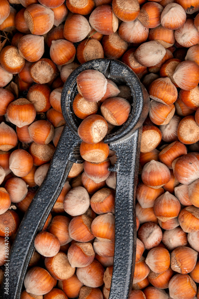 Common Hazels Common Hazels
