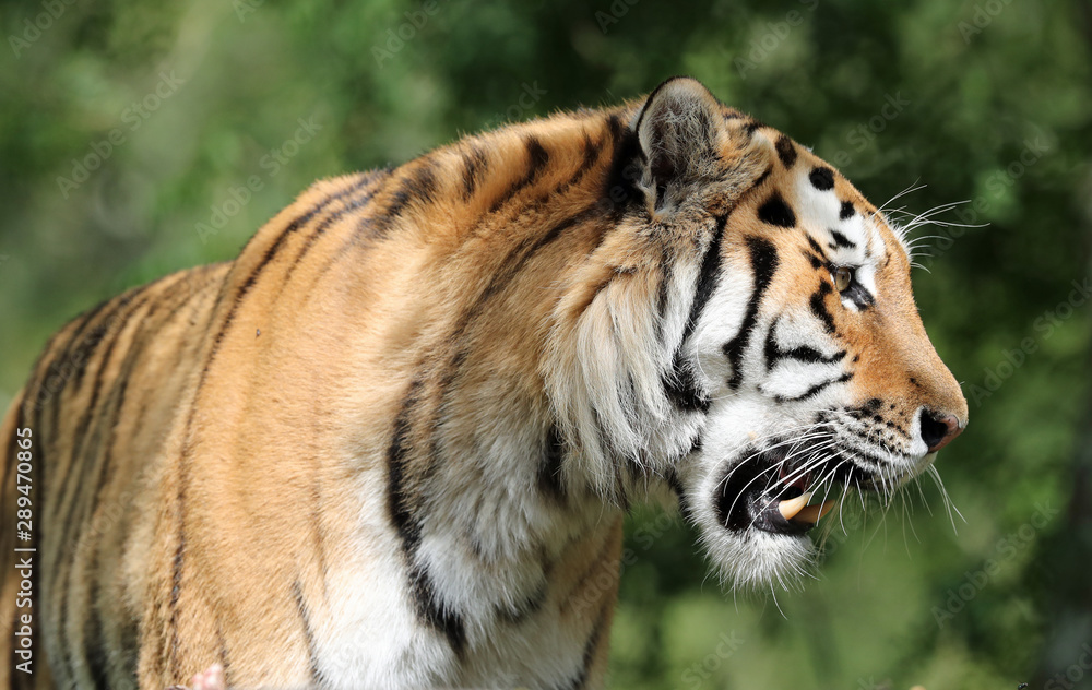 Portrait of an Amur Tiger Portrait of an Amur Tiger