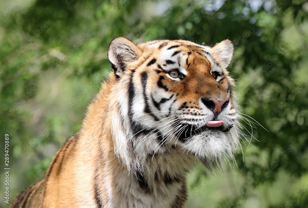 Portrait of an Amur Tiger Portrait of an Amur Tiger