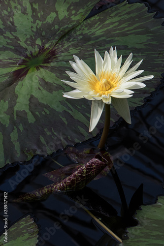 Yellow and white water lily