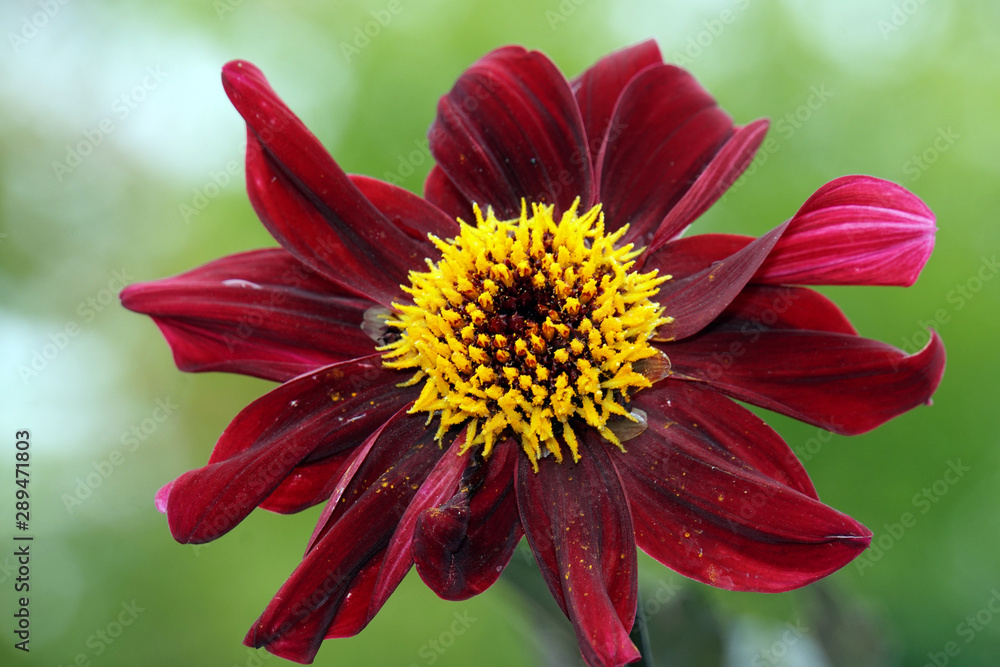 Hybride einer Garten-Dahlie (Dahlia x hortensis) Hybride einer Garten-Dahlie (Dahlia x hortensis)