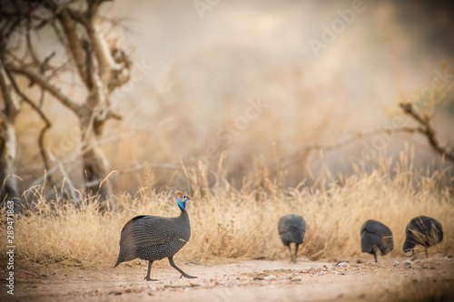 Helmeted Guineafowl in south africa