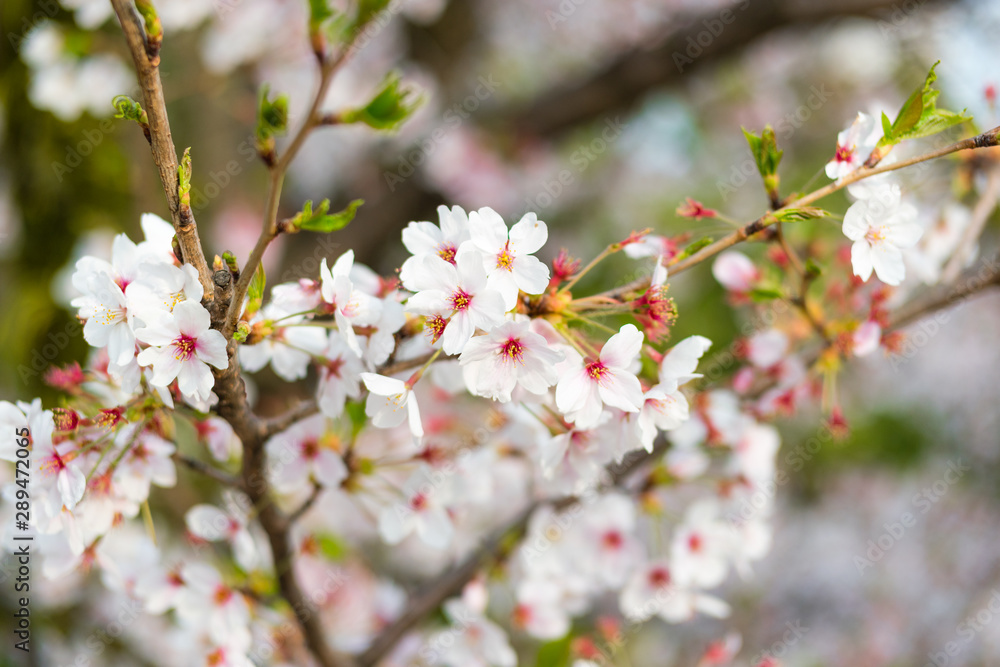 Sakura blossom n Osaka.