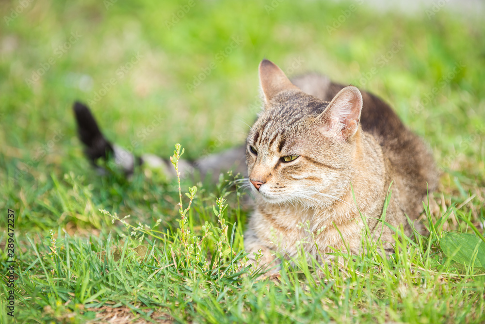 Beautiful gray cat turtle color lies on the grass, a portrait of a curious striped cat on a walk. Beautiful gray cat turtle color lies on the grass, a portrait of a curious striped cat on a walk.