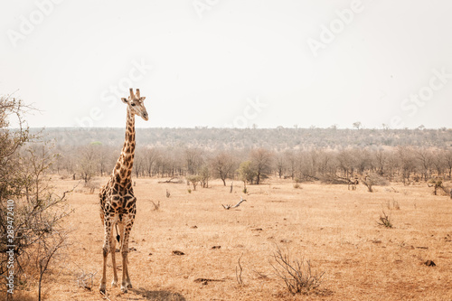 Canvas Print giraffe alone in south africa