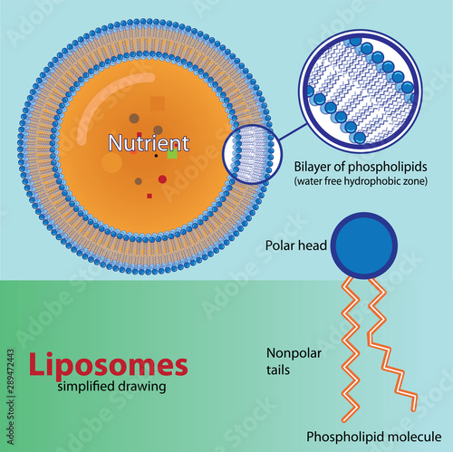 Structure of liposome,  simplified drawing, vector illustration