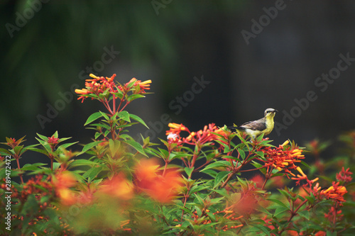 sunbird sitting on the flowers in a garden