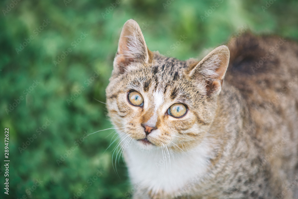 Portrait of a beautiful street striped kitten on a background of green grass.