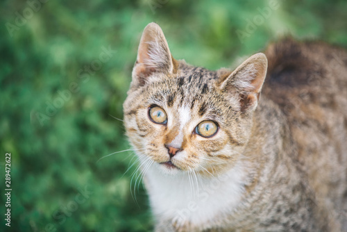 Wallpaper Mural Portrait of a beautiful street striped kitten on a background of green grass. Torontodigital.ca