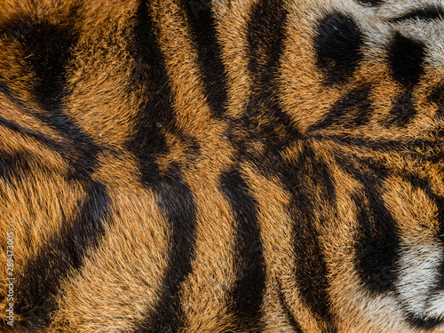Tiger skin pattern for the background.