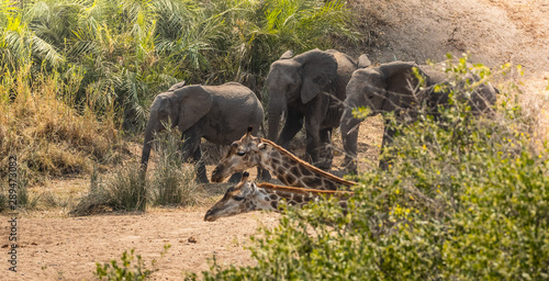 Photography giraffes and elephants in south africa