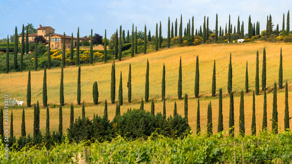 Fototapeta premium Summer landscape in the Chianti region at summer