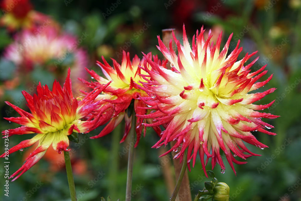 Hybride einer Garten-Dahlie (Dahlia x hortensis) Hybride einer Garten-Dahlie (Dahlia x hortensis)
