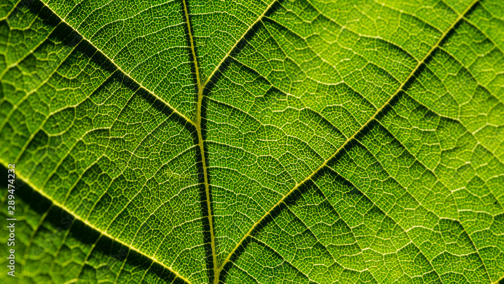 Fototapeta premium Leafy Abstract