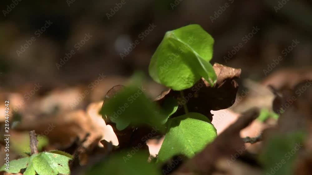 Extreme close up of a green clover seedling on the ground in the woods Extreme close up of a green clover seedling on the ground in the woods