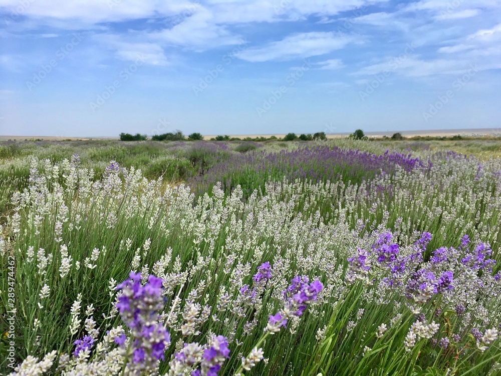 lavender field in provence france