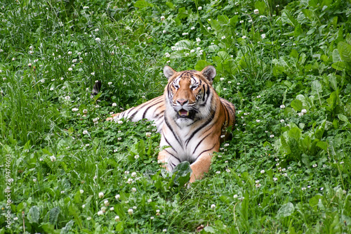 Fototapeta Naklejka Na Ścianę i Meble -  A quiet tiger in the field