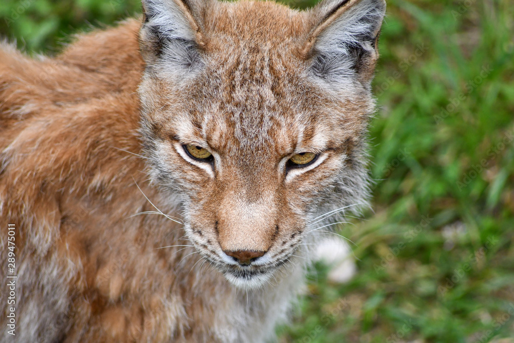 Fototapeta premium nice photo of the boreal lynx. Animal