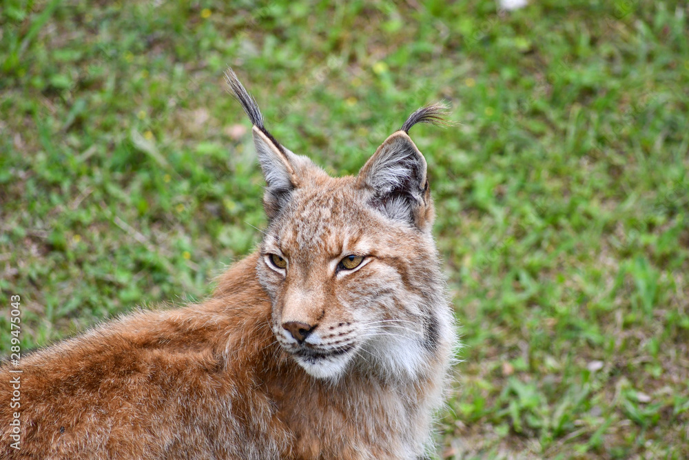 nice photo of the boreal lynx. Animal nice photo of the boreal lynx. Animal