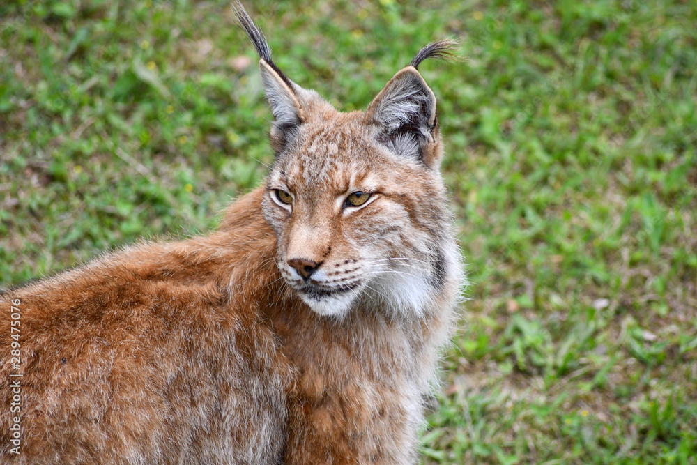 nice photo of the boreal lynx. Animal nice photo of the boreal lynx. Animal