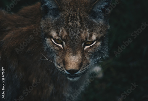 nice photo of the boreal lynx. Animal