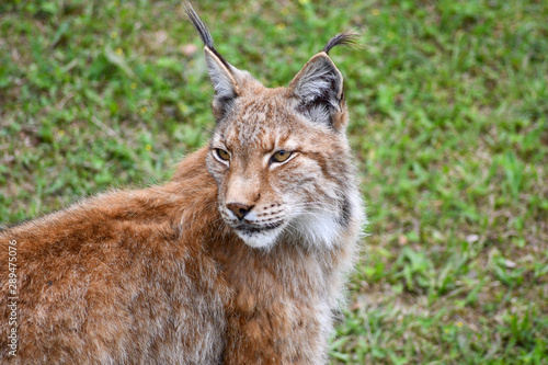 nice photo of the boreal lynx. Animal