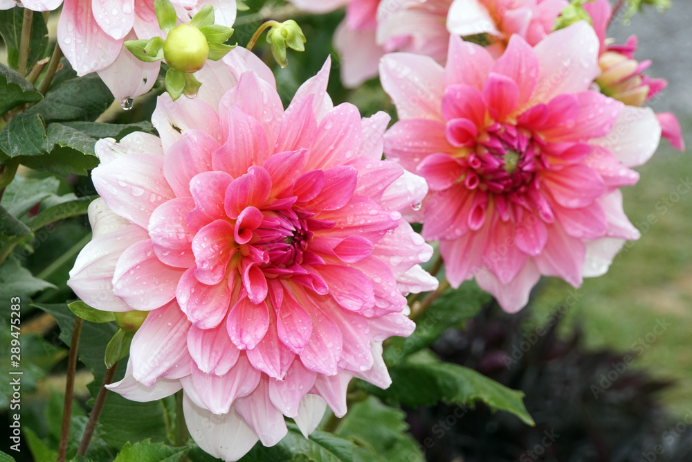 Hybride einer Garten-Dahlie (Dahlia x hortensis) Hybride einer Garten-Dahlie (Dahlia x hortensis)
