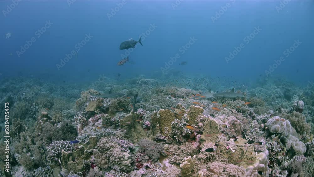 Whitetip Reef Sharks and Trevallies hunting on the edge of a colorful coral reef. Tubbataha Reef dive site Wall Street 4k footage Whitetip Reef Sharks and Trevallies hunting on the edge of a colorful coral reef. Tubbataha Reef dive site Wall Street 4k footage