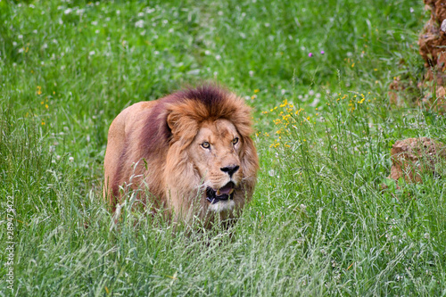 Spectacular portrait of a lion. Animal photo