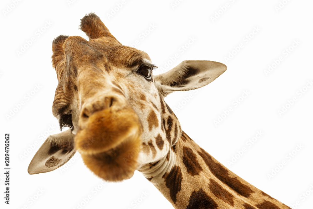 Close up shot of giraffe head isolate on white - obrazy, fototapety, plakaty 