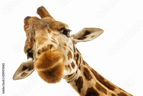 Fototapeta Naklejka Na Ścianę i Meble -  Close up shot of giraffe head isolate on white
