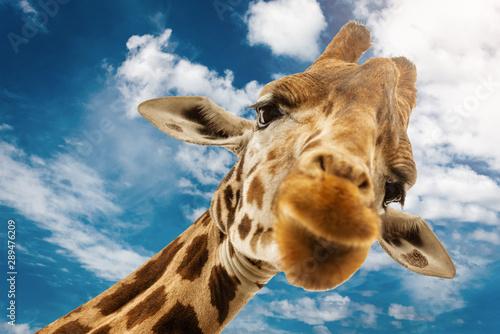 Close up shot of giraffe head on blue cloudy background.