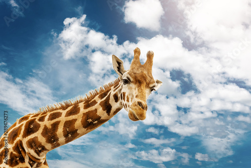 Close up shot of giraffe head on blue cloudy background.