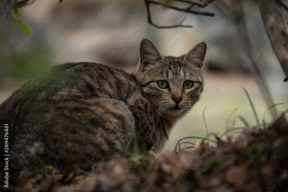 脅える野良猫