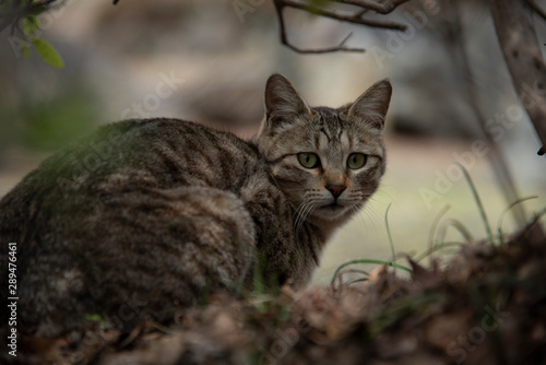 Wallpaper Mural 脅える野良猫 Torontodigital.ca