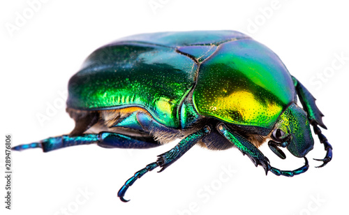 Stampa su tela Splendid green beetle isolated on a white background