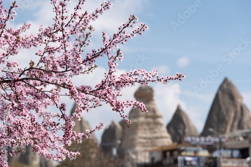 Cherry blossom in Cappadocia with mounain background photo