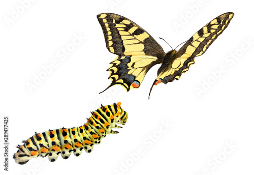 Papier peint Common yellow swallowtail (Old World swallowtail), Papilio machaon (Lepidoptera: Papilionidae)