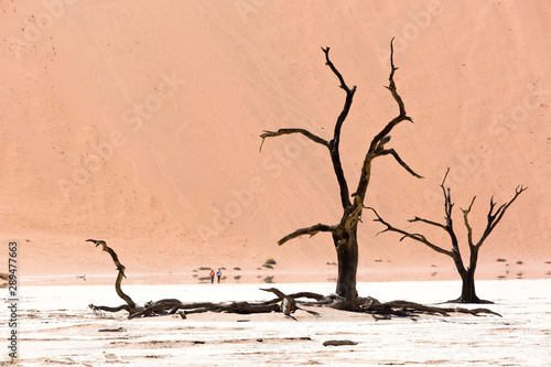 Fototapeta Naklejka Na Ścianę i Meble -  Dead tree in front of red sand dunes, Sossusvlei, Namib Naukluft Park, Namibia