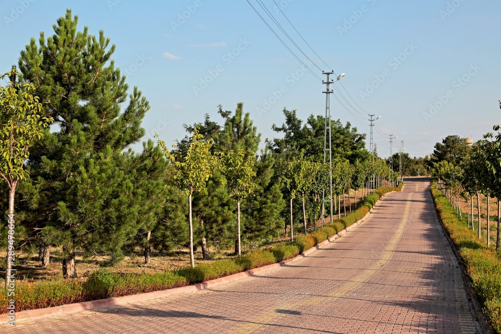 A road lined with trees on both sides