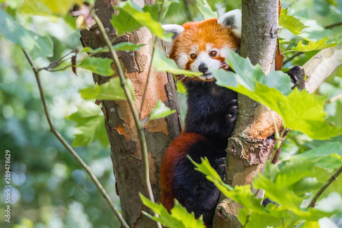 Red panda lying on the tree with green leaves. Cute panda bear in forest habitat. Wildlife scene in nature, Chengdu, Sichuan, China.