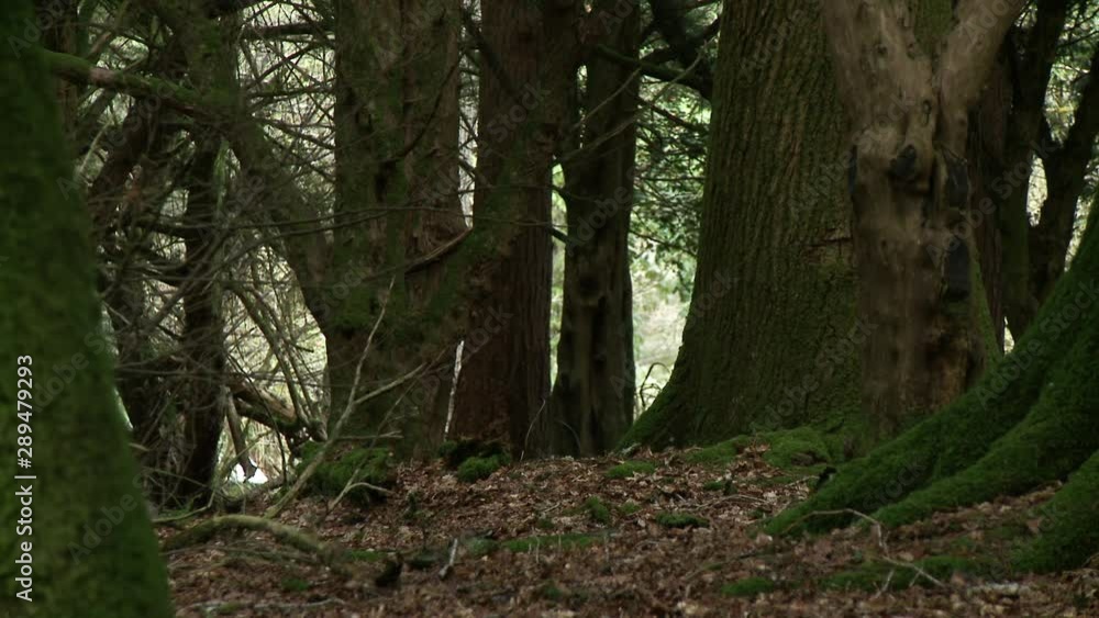 Wide steady shot peering between old trees in a forest Wide steady shot peering between old trees in a forest