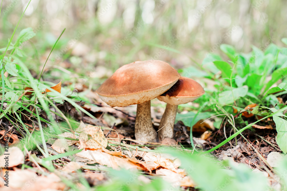 Edible mushrooms in the forest