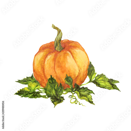 pumpkin with green leaves, watercolor illustration isolated on white background