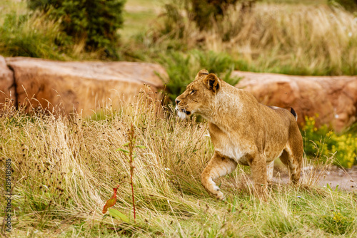 Lion female in the safari walking on grass. 