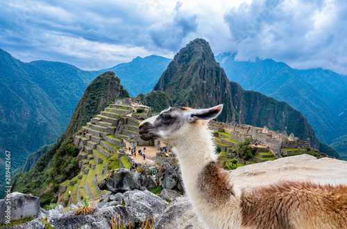 Llama in front of the lost inca city Machu Picchu in Peru. © borisbelenky