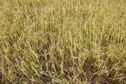 field of wheat © jakkapong