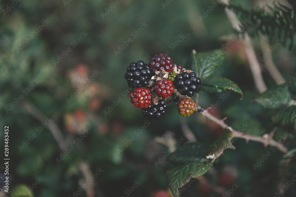 Fresh blackberry (Rubus fruticosus)